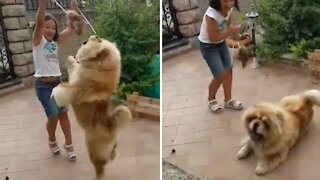 Clumsy doggy hilariously falls backwards during playtime
