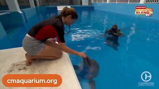 Winter the Dolphin Anniversary | Morning blend