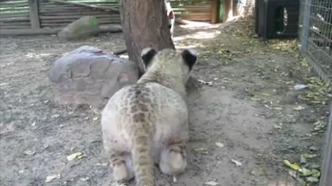 Baby lion and hyena share unique friendship
