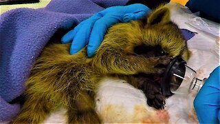 Rescued baby raccoon wakes up from anesthetic in the cutest way
