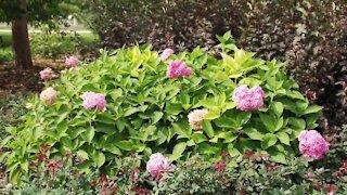 Melinda’s Garden Moment – the best hydrangeas for your garden