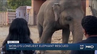 Elephant rescued