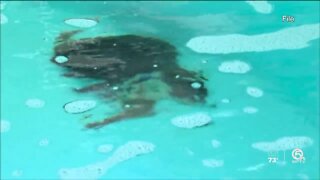Sea turtles in Palm Beach County thrive during coronavirus pandemic