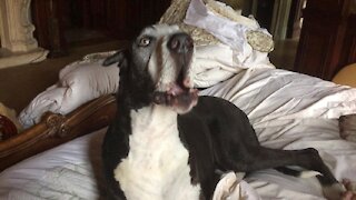 Talkative Great Dane very happy her friends are coming to visit