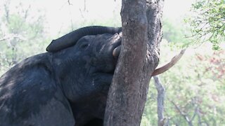 Sleepy elephant takes nap while resting head against tree trunk