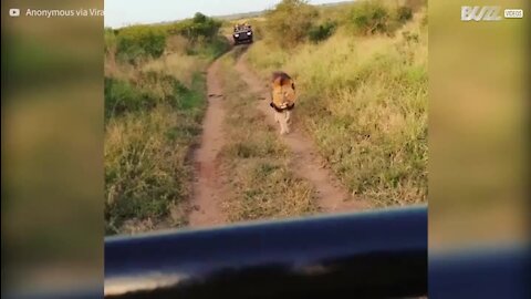 Turister kommer meget tæt på løver under safari