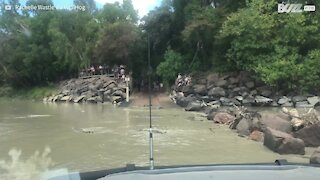 Crocodiles invade flooded road in Australia