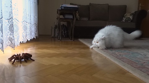 Cat hilariously reacts to remote controlled spider