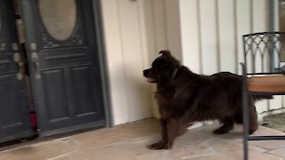 Newfoundland gets the zoomies for the cutest possible reason