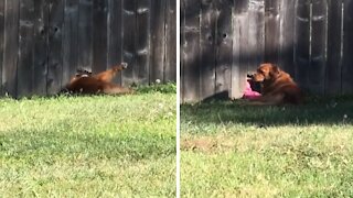 Dog becomes best friends with neighbor through hole in fence