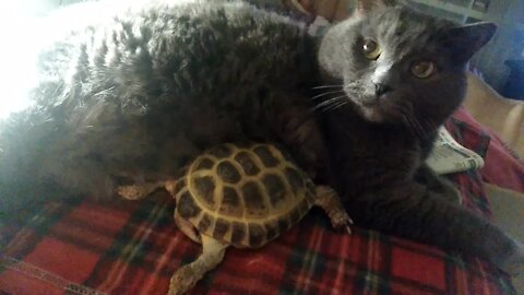 Pet turtle loves to snuggle with kitty best friend