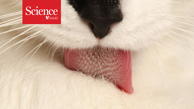 How Do Cats Stay So Clean Video Reveals Secrets Of The Feline Tongue Science Aaas