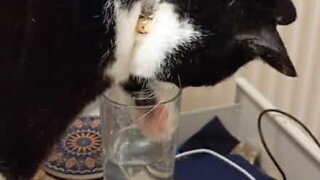 Cat tries to drink from glass