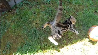 Cute Small Cat Playing With His Family Slow Motion.