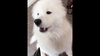 Samoyed eating a carrot will make your day better