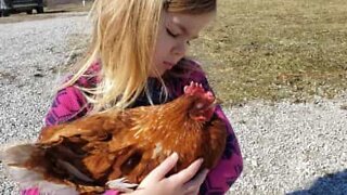 Little girl gets chicken to sleep with lullaby!