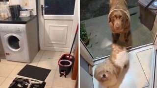 Dogs rush over in the middle of the night to see their neighbor