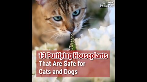13 Purifying Houseplants That Are Safe for Cats and Dogs