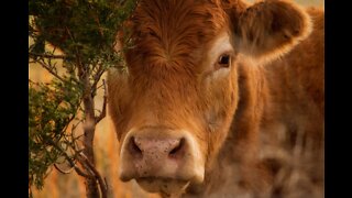 RED HEIFERS ARRIVE IN JERUSALEM- END TIME PROPHECY BEING FUFILLED
