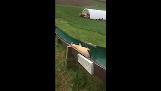 Dog Hilariously Follows Owner Down Slide
