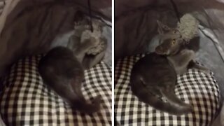 Kitten Plays With Toy In Cutest Possible Way