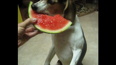 Hot Weathered BEAGLE enjoys Watermelon