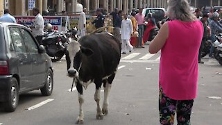 Kindly tourist shows compassion for hungry street cow in India