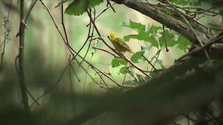 ODNR asking Ohioans to take down, clean their birdfeeders as they investigate mysterious illness in songbirds