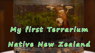 My First Terrarium, New Zealand style!