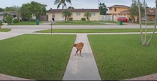 Dog Walking While Holding His Tail