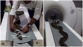 Já viu uma cobra fazendo tomografia?