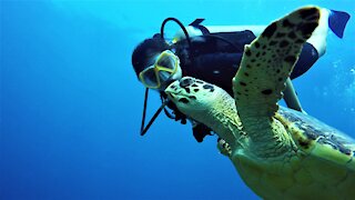 Endangered sea turtle and divers share a dream encounter
