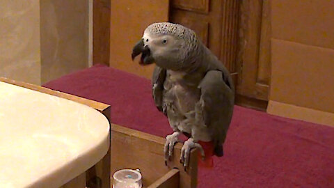 Hungry talking parrot plans a dinner buffet