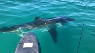 Great white shark approaches small fishing boat in Australia