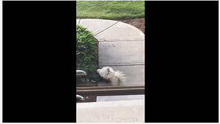 Skunk plays with toy egg like a kitty cat