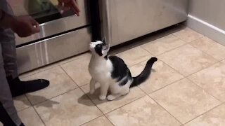 Kitty performs tricks better than most dogs