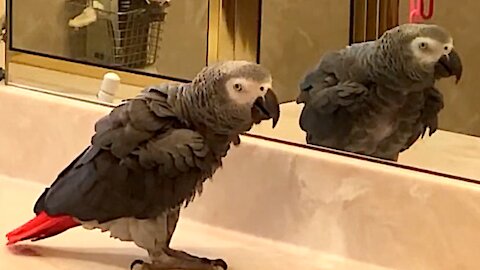 Musical parrot loves to dance with his reflection