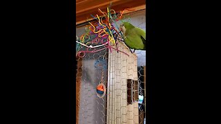 This parrot uses crazy straws to build an indoor nest