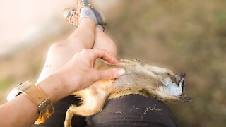 Adorable young meerkat loves attention from caretaker