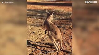 D'adorables kangourous, juste pour vous!