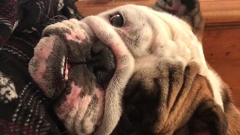 Sweet English Bulldog demands all the attention