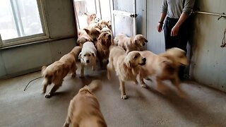 STAMPEDE! HUGE GROUP OF GOLDEN RETRIEVERS RUSH THROUGH DOOR AFTER BEING RESCUED FROM MEAT MARKETS