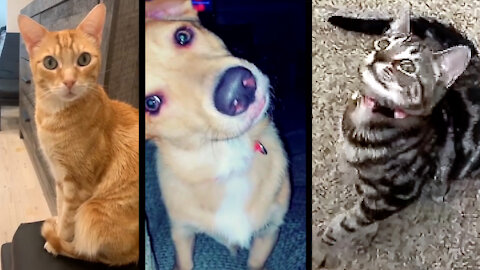 Compilation of pets reacting to "talking" cat sounds