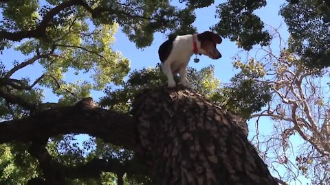 Beagle activates cat mode, climbs tree with ease