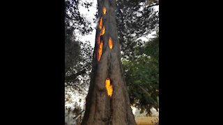 Lava inside a tree