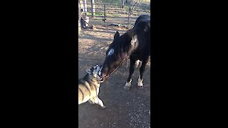 This crazy husky and his horse friend can't stop kissing each other