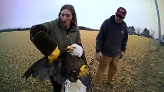 Injured bald eagle rescued from Wisconsin roadside