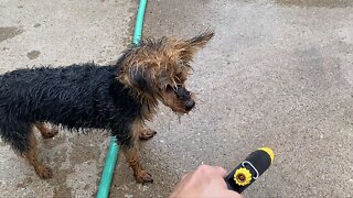 Little Dog Adorably Obsessed With Attacking The Water Hose