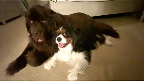 Sweet Cavalier Gives Giant Newfie Goodnight Kiss