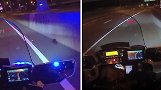 Possum hitches ride with police officer rescuing injured magpie